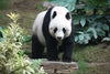 The Giant Panda: China’s Enduring Icon and a Global Conservation Success Story